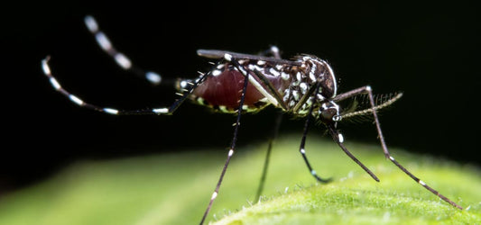 How to Combat West Nile Virus