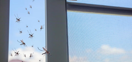 Mosquito Magnet Placement