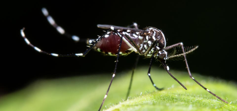 The Asian Tiger Mosquito