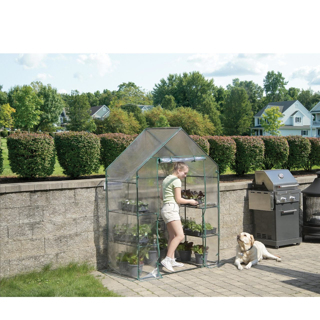 Grow IT 4' 8" x 29" x 6' 5" Small Greenhouse - Clear Cover