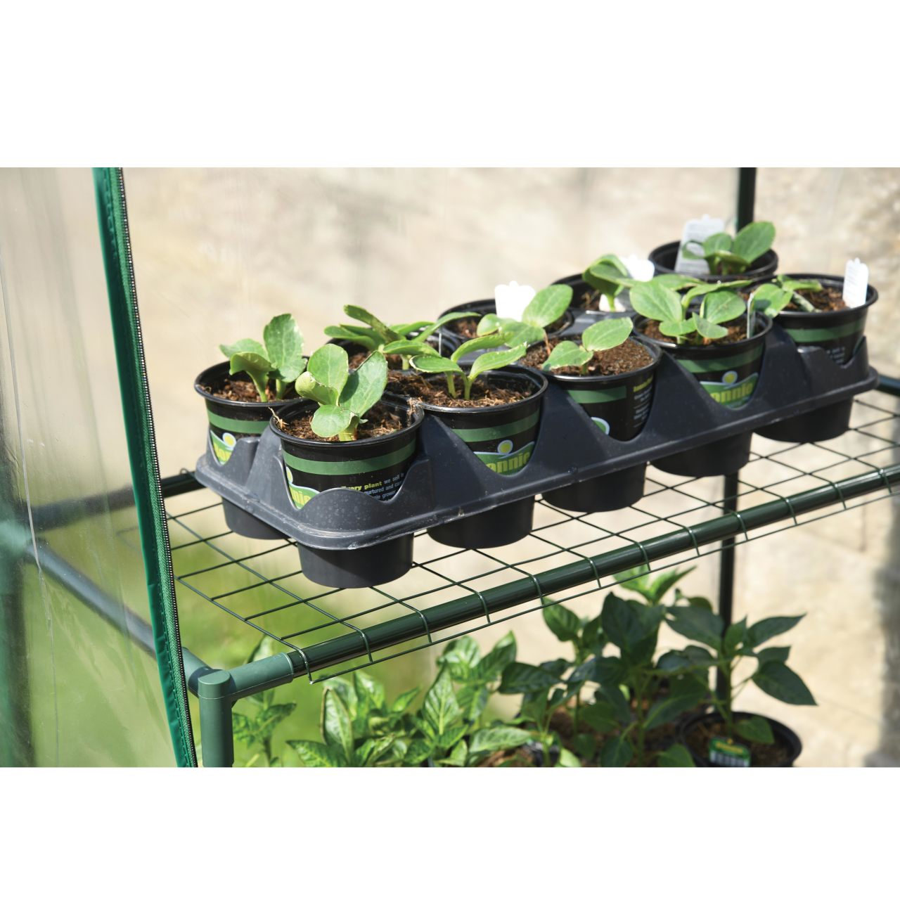 Grow IT 4' 8" x 29" x 6' 5" Small Greenhouse - Clear Cover